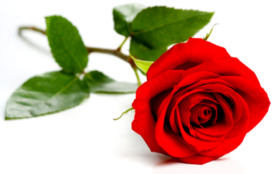 http://peewee.com/wp-content/uploads/red-rose.jpg