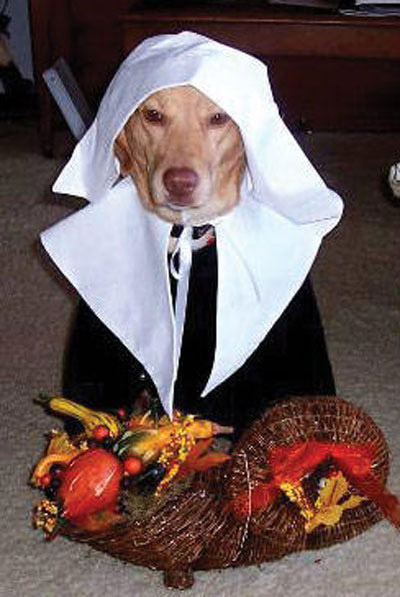 doggie pilgrim