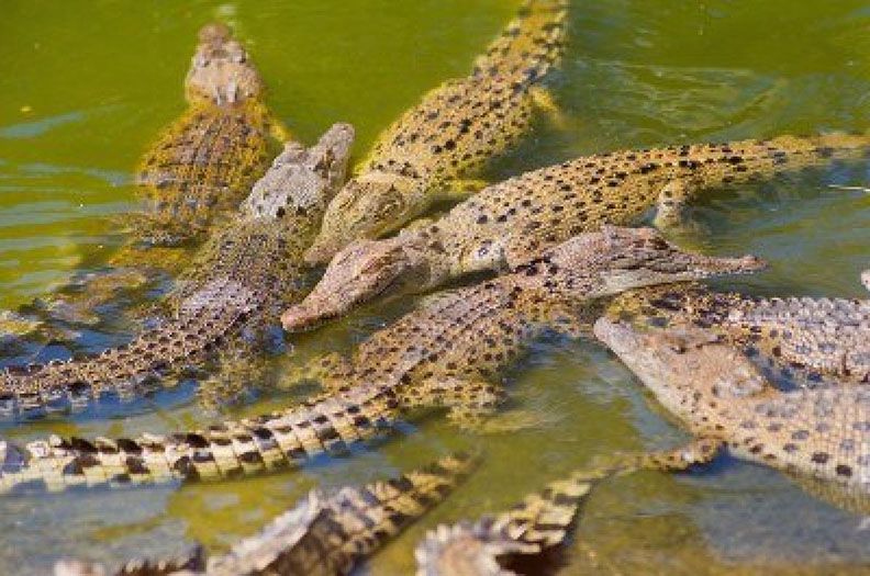 crocodiles