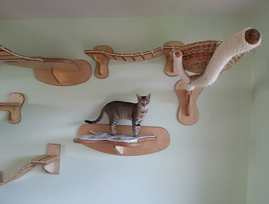 cat climbing pieces #3