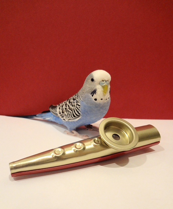kazoo and parakeet