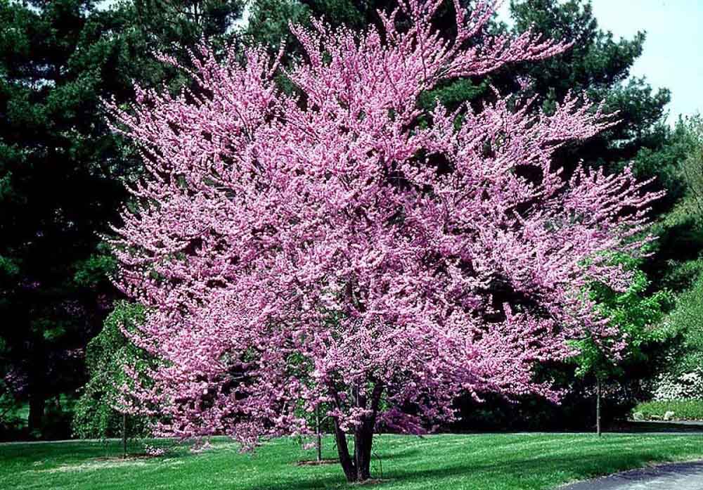 EASTERN-REDBUD