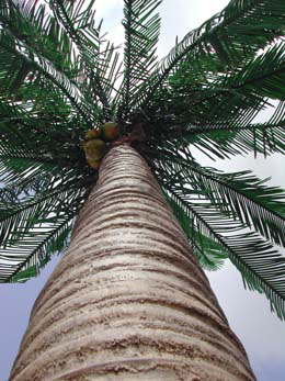 Huge tree closeup