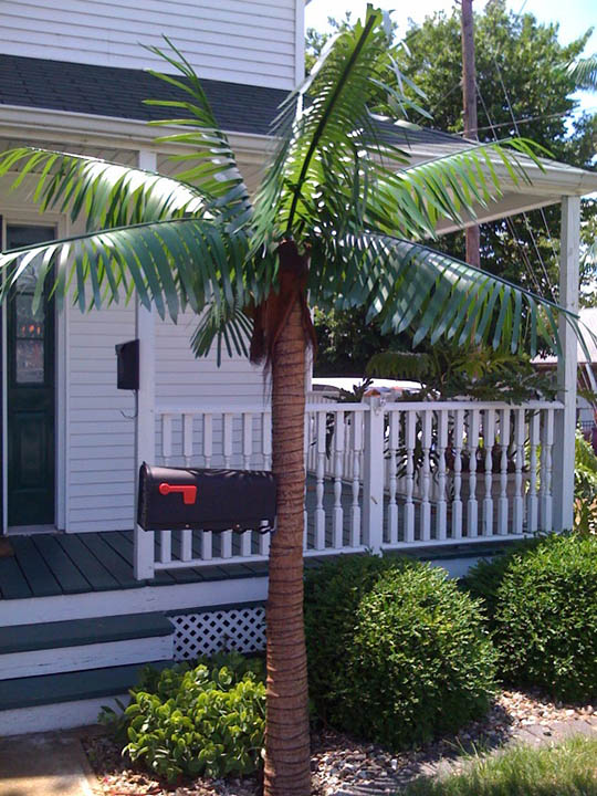 Palmtree mailbox