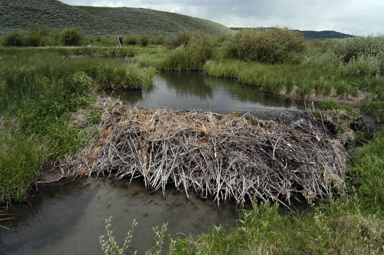 Wyoming Beaver Dam