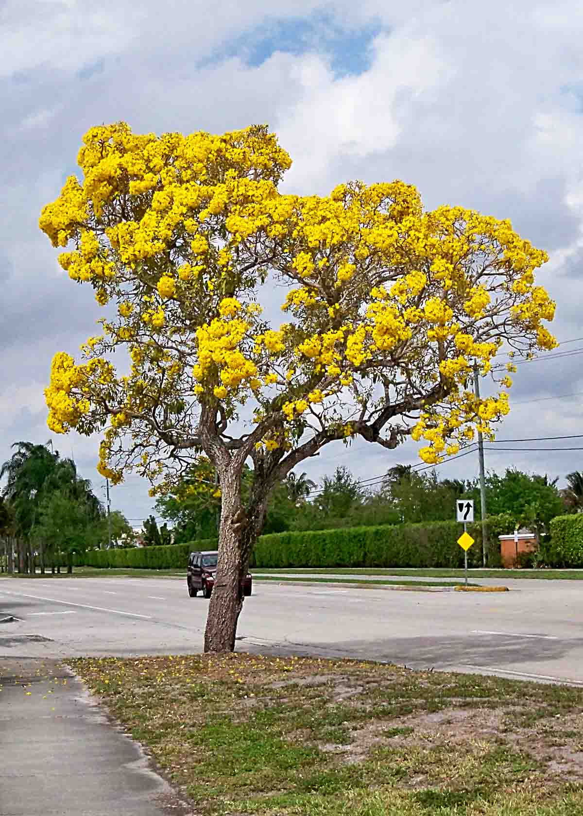 gold tree