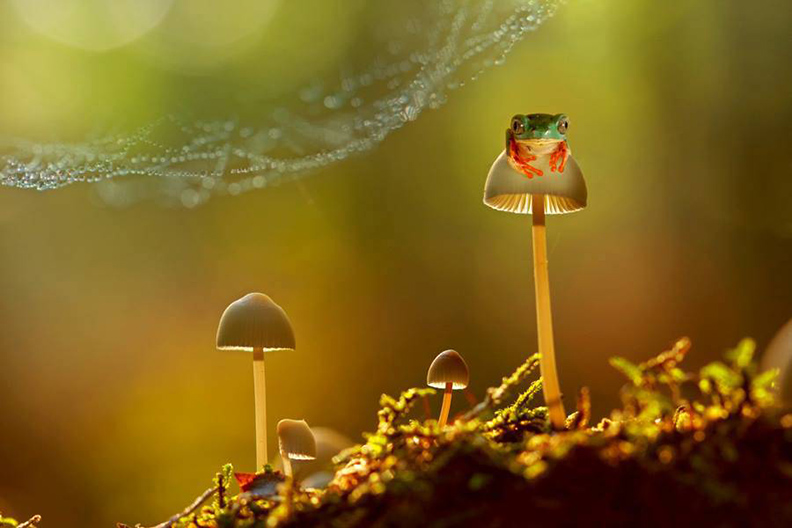 Frog by Wil Mijer 3