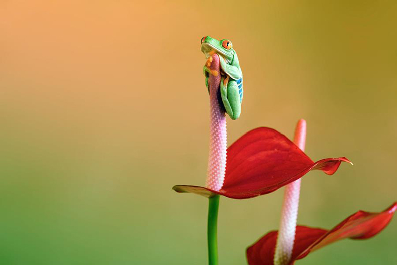 frog by Wil Mijer 2