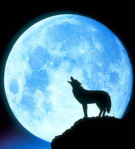 full moon wolf