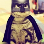 Bat-Cat_