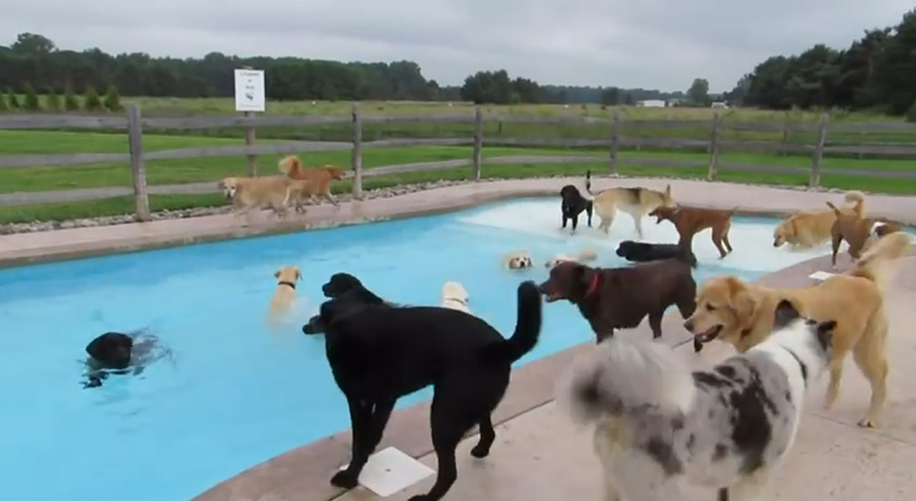 doggy pool party 2