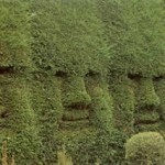 hedge faces