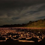 ‘Caiman Night’ by Luciano Candisani