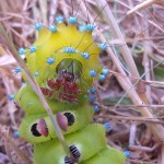 ‘Great Peacock Moth Caterpillar’ by Leela Channer