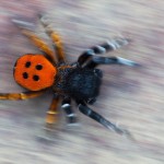 ‘Ladybird Spider’ by Carsten Braun