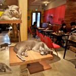 A Japanese Cat Cafe