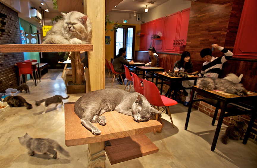 A Japanese Cat Cafe