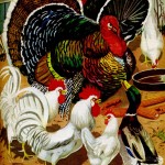 Thanksgiving barnyard