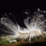 Hairy Caterpillar – Haarige Schmetterlingsraupe