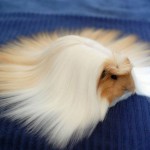 animal hair #6