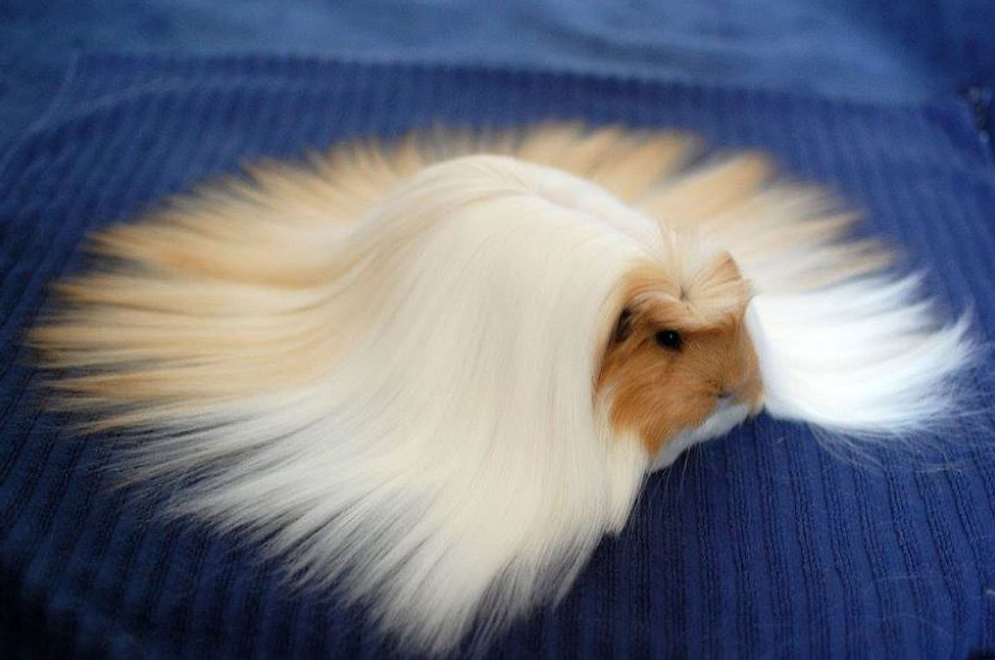 animal hair #6