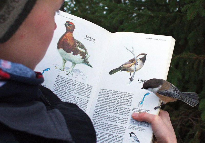 bird-lands-on-page-about-itself-in-bird-book