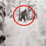 Boston Yeti #7