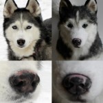 Cuddle Clones #1