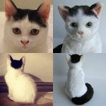 plush pet clones