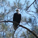 bald eagle