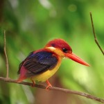 black backed kingfisher at Tabin Wildlife Reserve, Sabah, Malaysia.