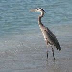 blue heron