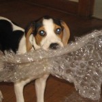 bubble-wrap