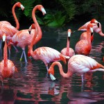 flamingos