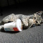 kitten with a straw