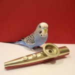 parakeet and kazoo