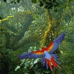 parrot in costa rica