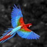 parrot scarlet macaw MAIN IMAGE