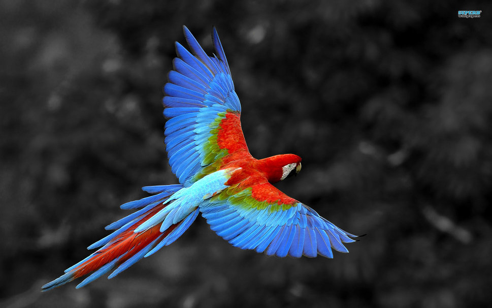 parrot scarlet macaw MAIN IMAGE