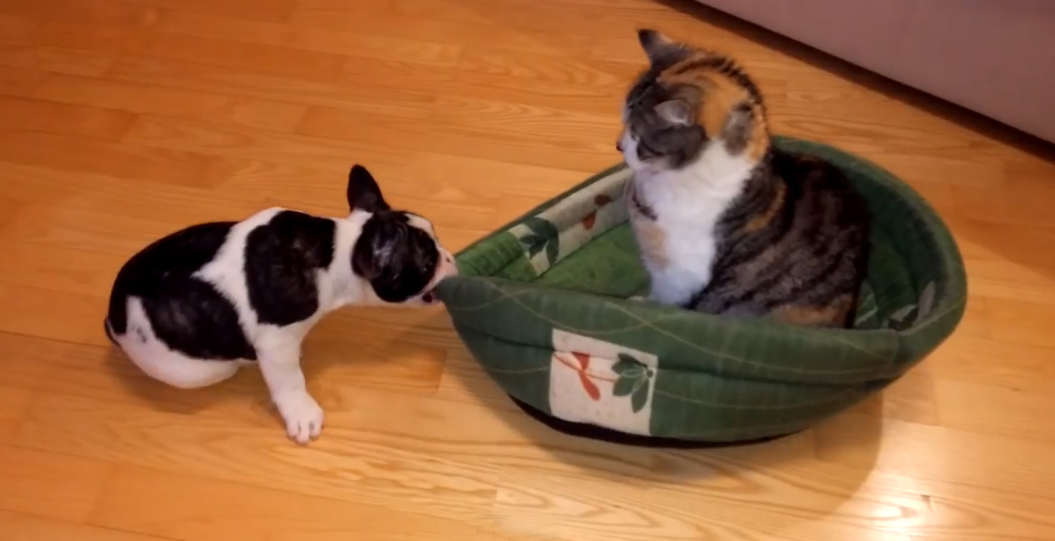 puppy wants bed back from kitten