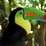 toucan