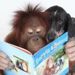 Suryia the Orangutan and Roscoe the Bluetick Coonhound #1
