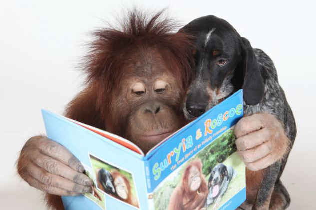 Suryia the Orangutan and Roscoe the Bluetick Coonhound #1