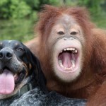 Suryia the Orangutan and Roscoe the Bluetick Coonhound #2