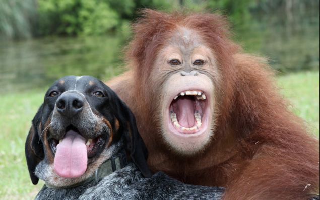 Suryia the Orangutan and Roscoe the Bluetick Coonhound #2
