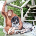 Suryia the Orangutan and Roscoe the Bluetick Coonhound #3