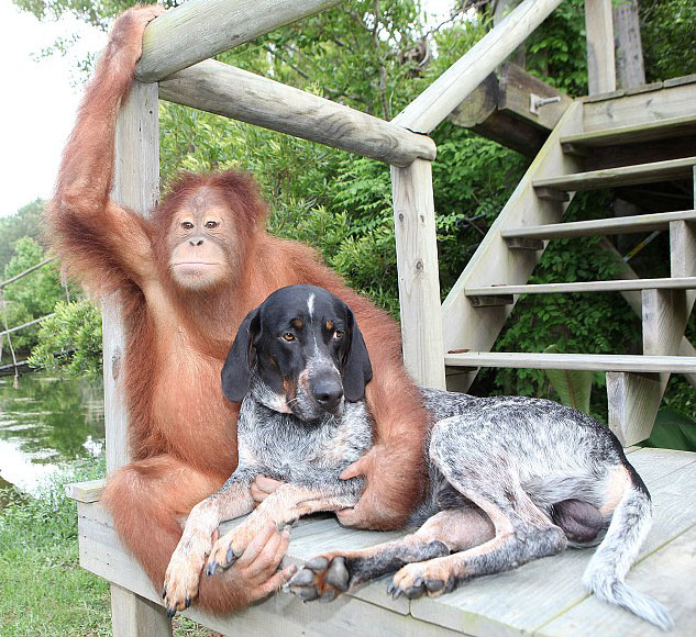 Suryia the Orangutan and Roscoe the Bluetick Coonhound #3