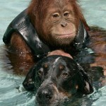 Suryia the Orangutan and Roscoe the Bluetick Coonhound #4
