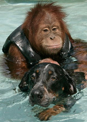 Suryia the Orangutan and Roscoe the Bluetick Coonhound #4