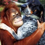 Suryia the Orangutan and Roscoe the Bluetick Coonhound #5